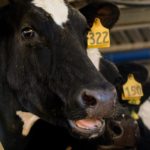 900 Rinder nach monatelanger Irrfahrt notgeschlachtet