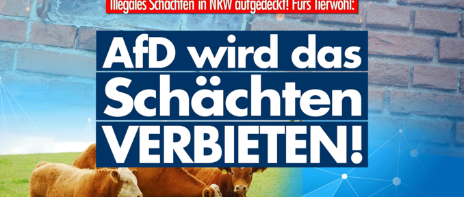 Trotz Hinweisen an die Behörden: Hunderte Tiere in NRW qualvoll geschächtet